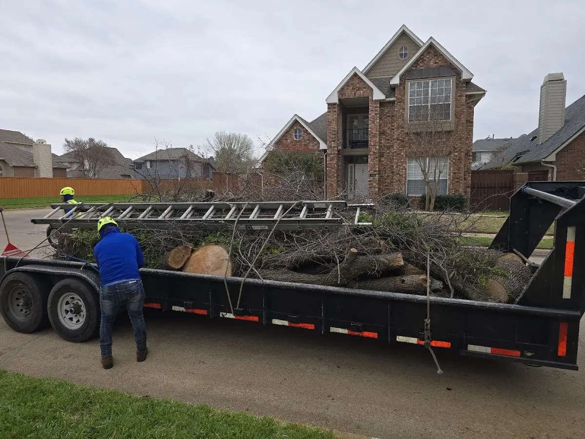 Expert Tree Pest Control with proper safety equipment in Beacon